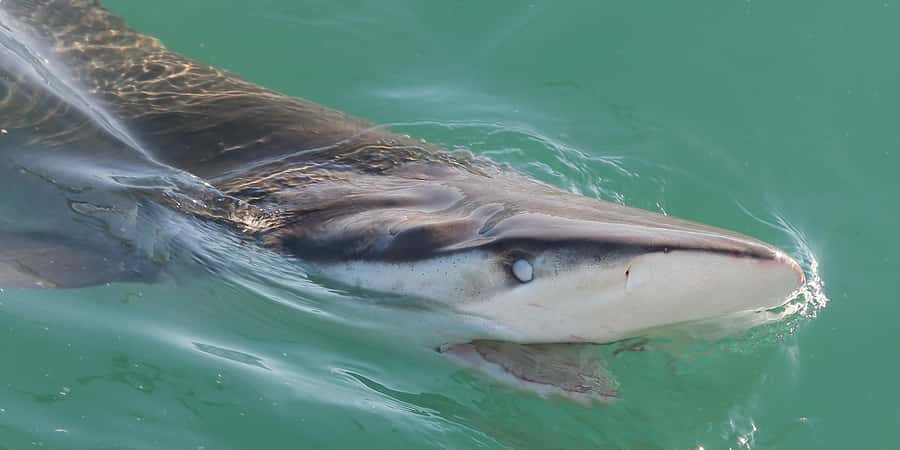 Cape Town: Shark Cage Dive - The safety briefing and equipment