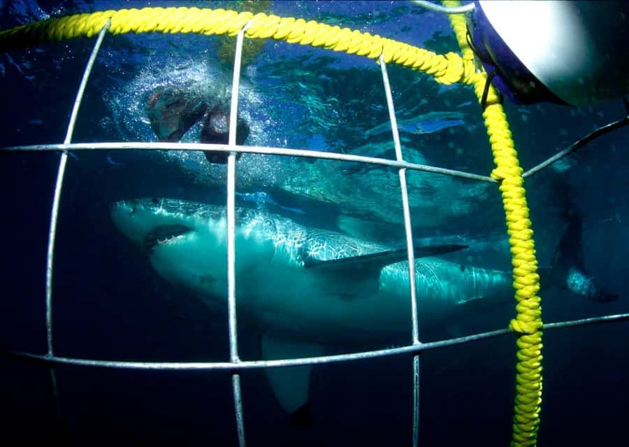 Cape Town: Shark Cage Diving Tour (with Breakfast & Lunch) - From Cape Town to Gansbaai by early morning van