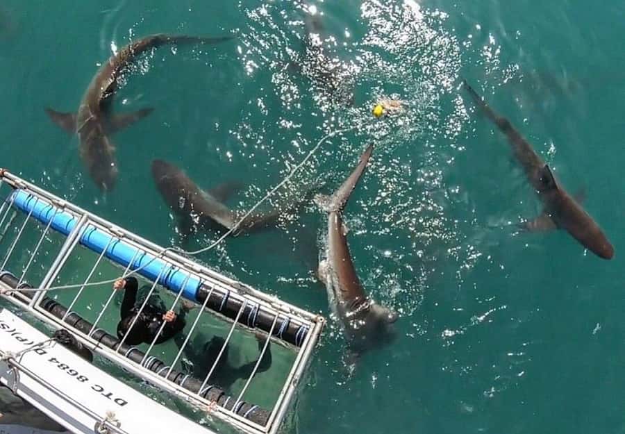 Cape Town: Shark Cage Diving Tour (with Breakfast & Lunch) - What the cage encounter feels like