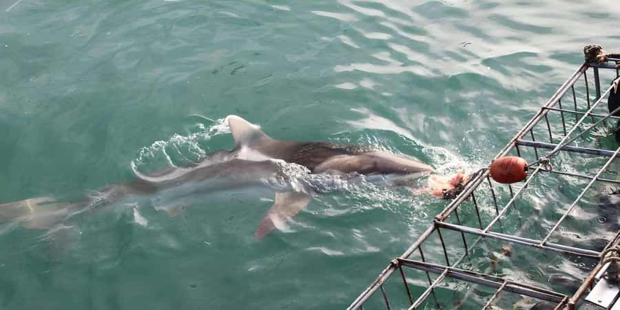 Cape Town: Shark Cage Diving Tour (with Breakfast & Lunch) - How the $278 price compares with the time involved