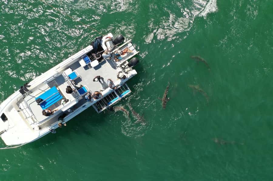 Cape Town: Shark Cage Diving Tour (with Breakfast & Lunch) - Practical packing advice for the eight-hour day