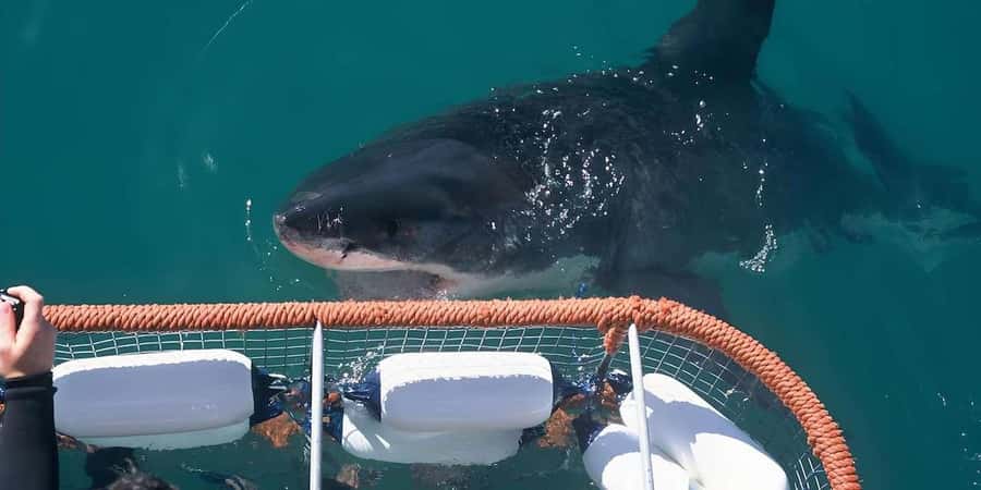 Cape Town: Shark Cage Diving Tour (with Breakfast & Lunch) - What makes the organization valuable