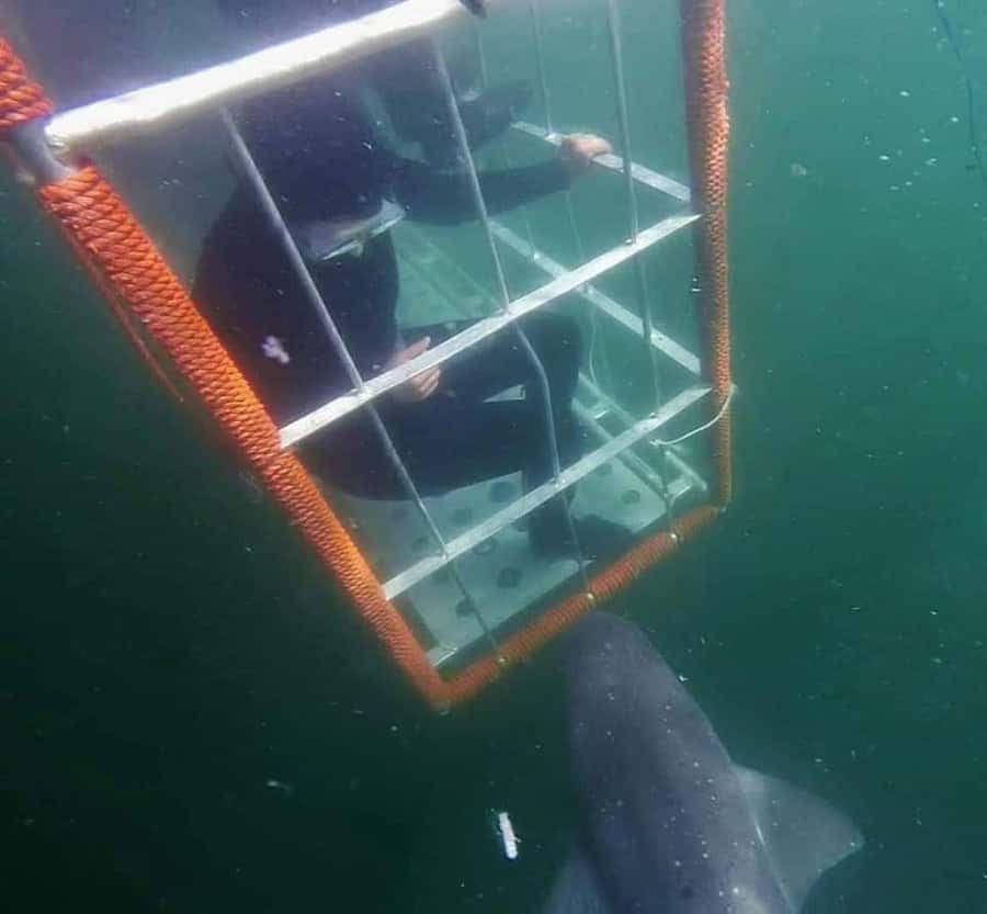 Cape Town: Shark Cage Diving with Snacks and Soft Drinks - Key points at a glance