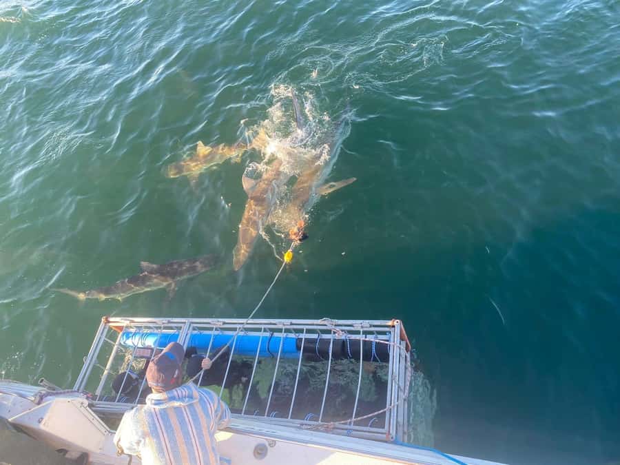 Cape Town: Shark Cage Diving with Snacks and Soft Drinks - Booking flexibility and practical details