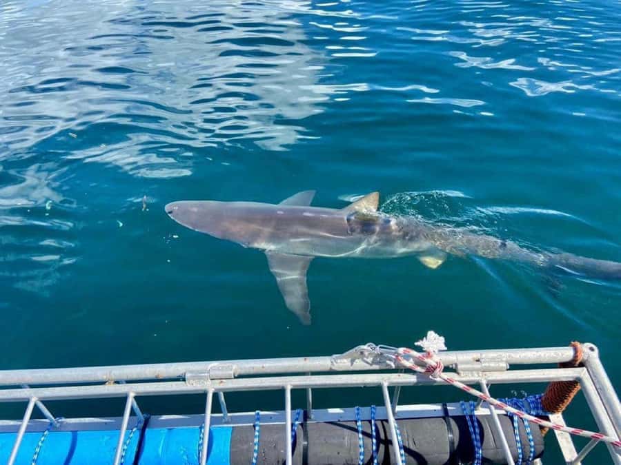 Cape Town: Shark Cage Diving with Snacks and Soft Drinks - What the four-hour Cape Town outing feels like