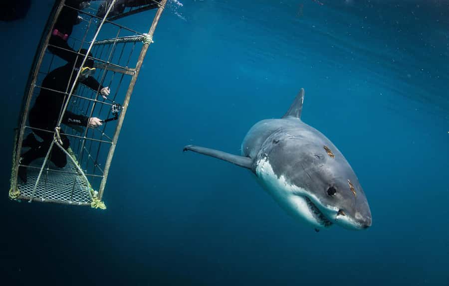 Cape Town: Shark Cage Diving with Snacks and Soft Drinks - The boat ride across False Bay
