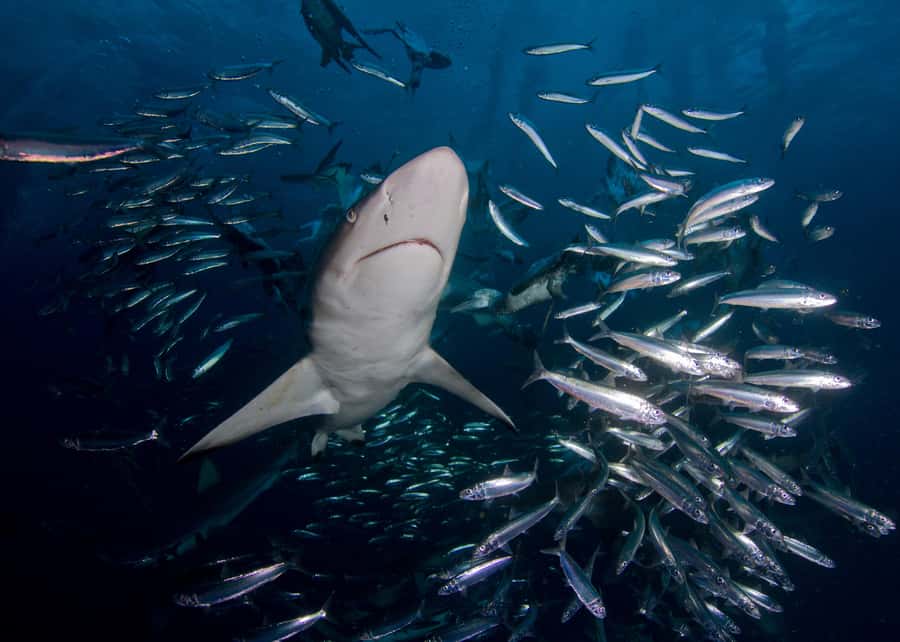Cape Town: Shark Cage Diving with Snacks and Soft Drinks - Meeting bronze whaler sharks at close range