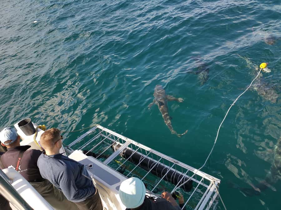 Cape Town: Shark Cage Diving with Snacks and Soft Drinks - How long you spend in the cage