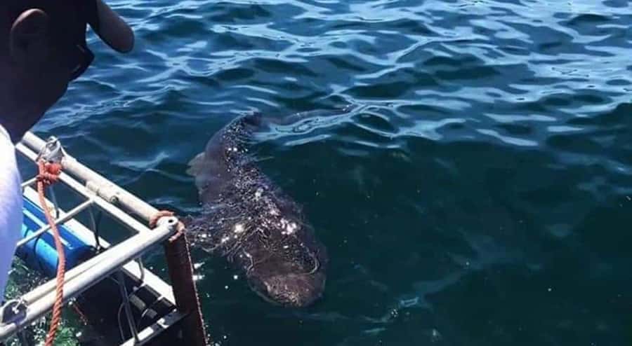 Cape Town: Shark Cage Diving with Snacks and Soft Drinks - Food, drinks, and warming up afterward