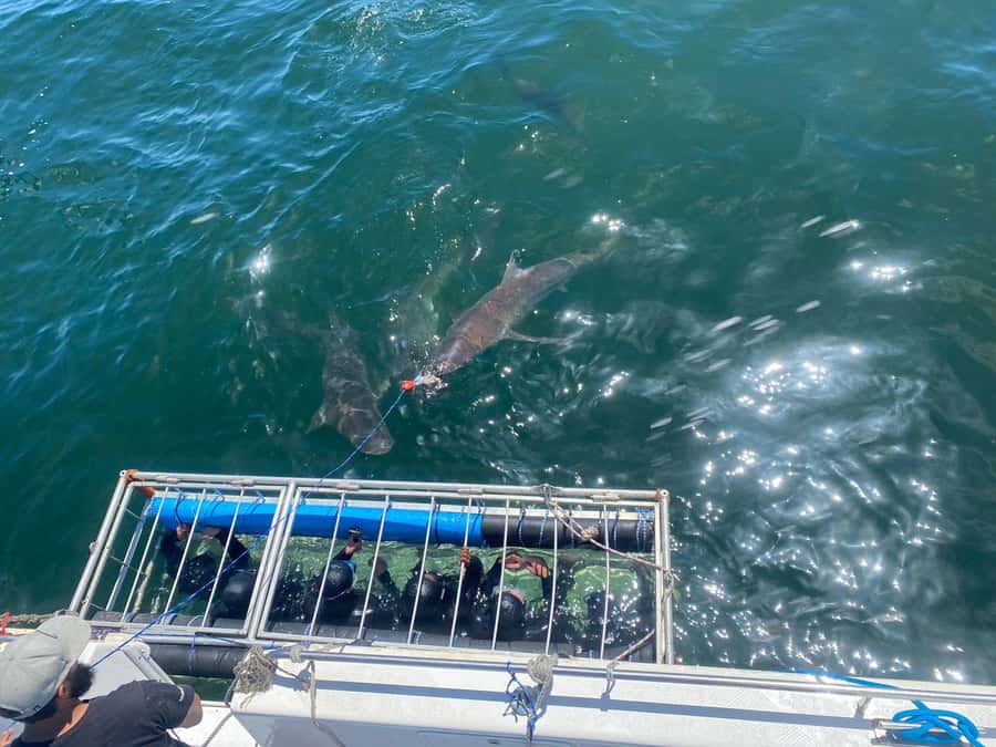 Cape Town: Shark Cage Diving with Snacks and Soft Drinks - Is the $233 price good value?