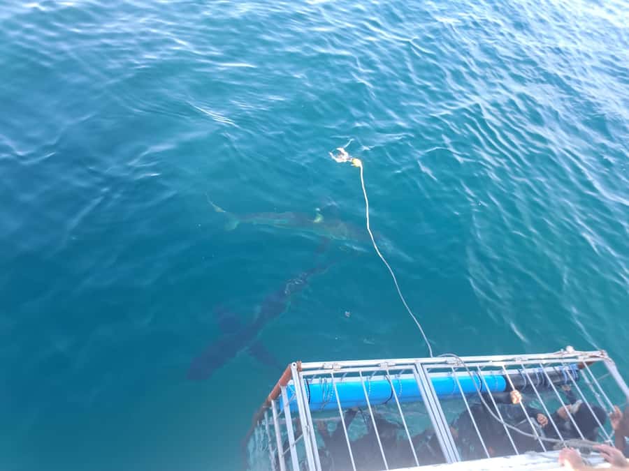 Cape Town: Shark Cage Diving with Snacks and Soft Drinks - Who should book this shark encounter?