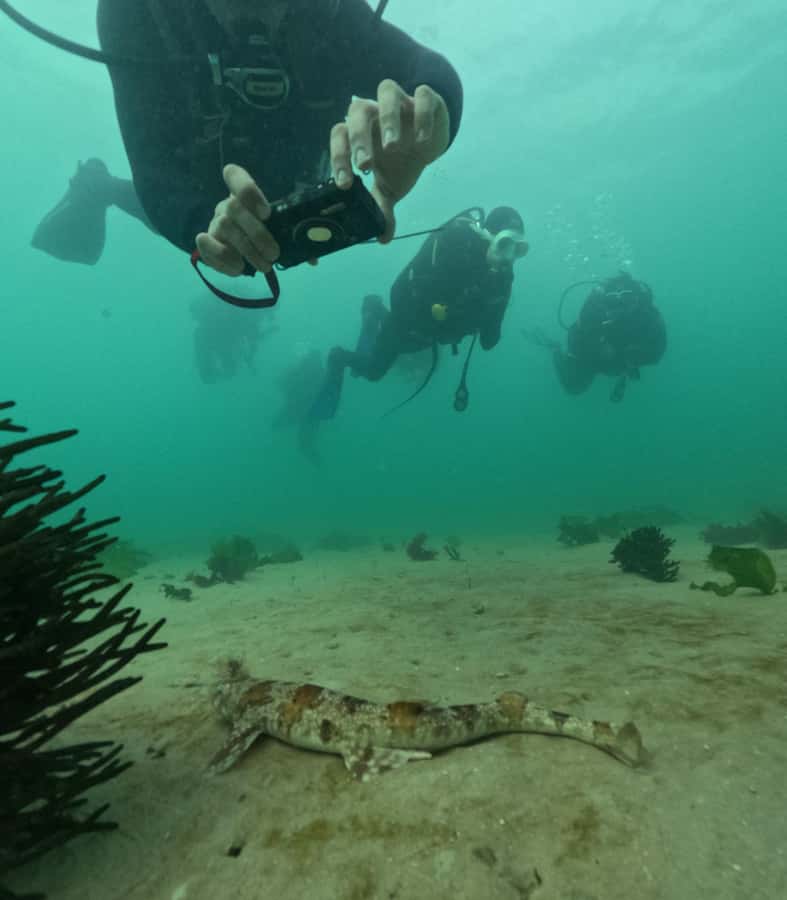 Cape Town: Shark Science SCUBA Diving Experience - Key points to know before you book