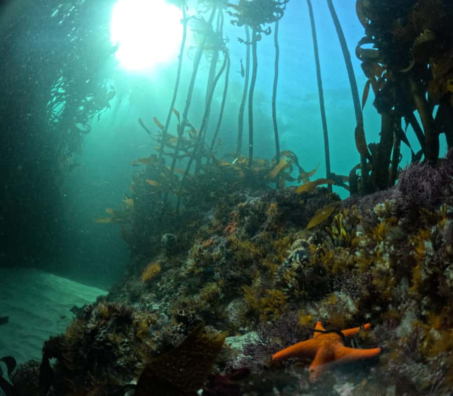 Cape Town: Shark Science SCUBA Diving Experience - Who will enjoy this Cape Town outing?