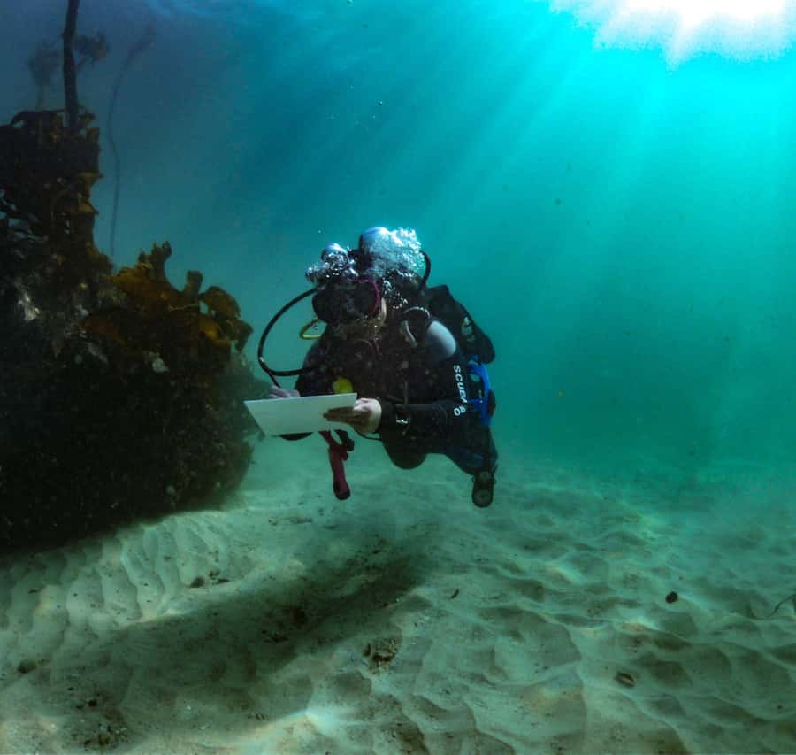 Cape Town: Shark Science SCUBA Diving Experience - Why this is more than a shark search