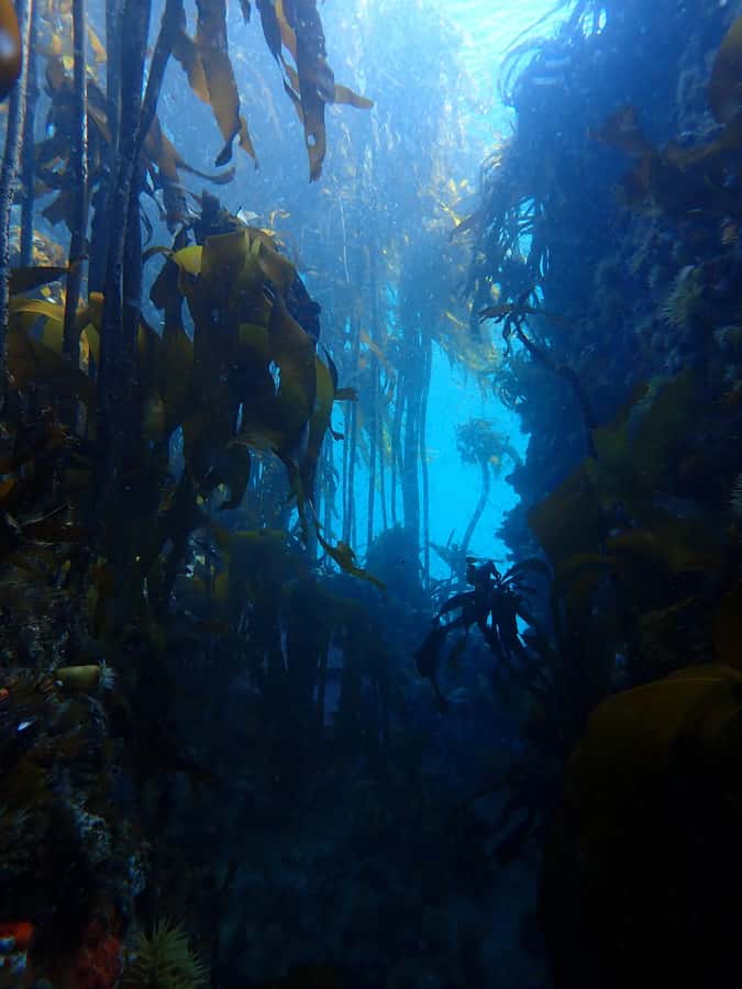 Cape Town: Shark Science SCUBA Diving Experience - The 20-minute briefing sets the purpose