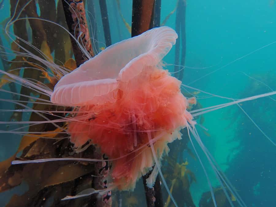 Cape Town: Shark Science SCUBA Diving Experience - Entering the kelp from Simon’s Town