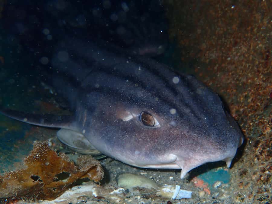 Cape Town: Shark Science SCUBA Diving Experience - Two ways to help with marine research