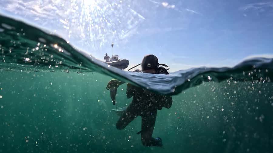 Cape Town: Shark Science SCUBA Diving Experience - Is $178 a fair price?