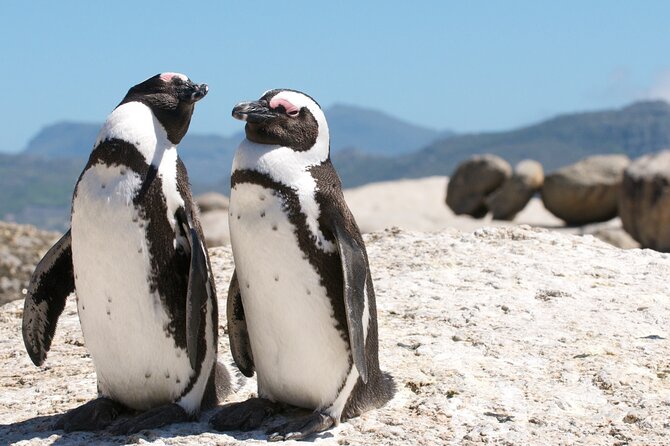 Cape Town Shore Tour: Table Mountain, Penguin & Cape Point - Bo-Kaap starts the day with color and character