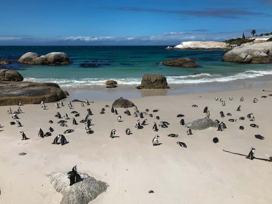 Cape Town: Some Attractions of the Cape (private & exclusiv) - The Cape of Good Hope feels wilder than the city