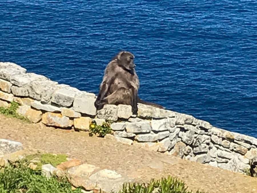 Cape Town: Some Attractions of the Cape (private & exclusiv) - What is included, and what needs checking
