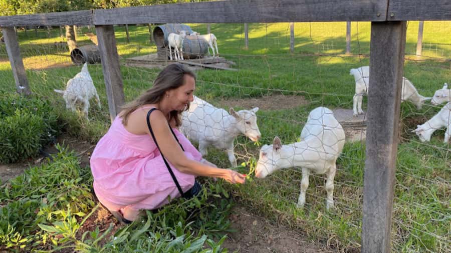 Cape Town: Stellenbosch, Franschhoek and Paarl Wine Day Trip - Timing, transport and the rhythm of the day