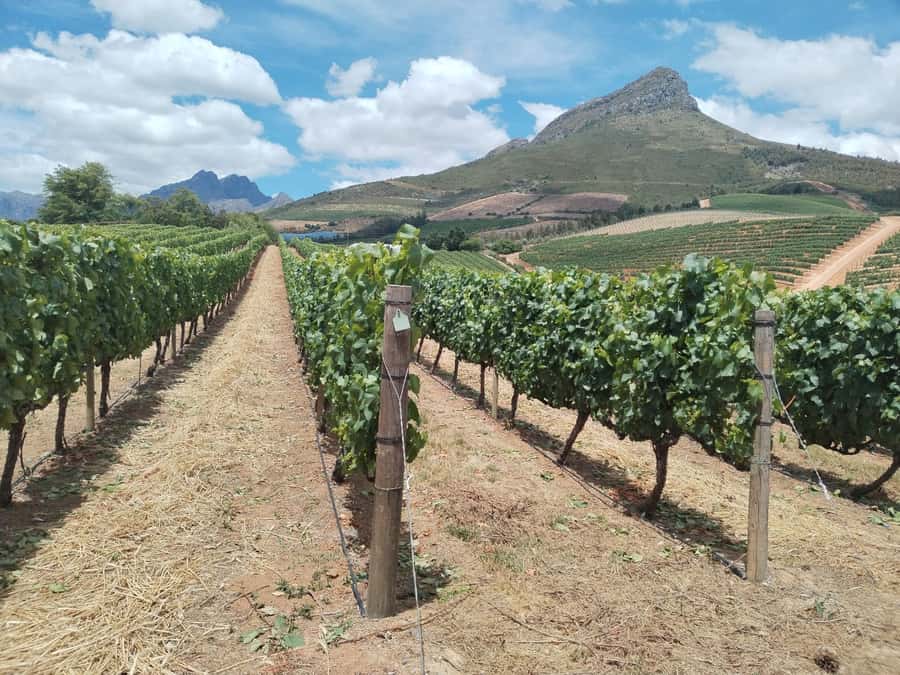 Cape Town: Stellenbosch, Franschhoek, Wine Tasting and Tram - Why this Cape wine tour works