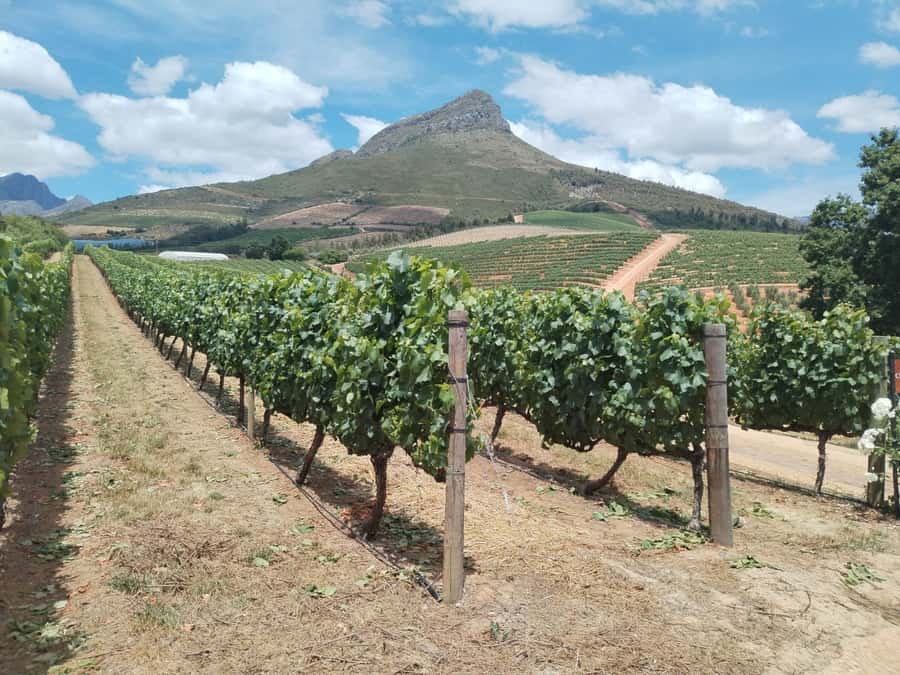 Cape Town: Stellenbosch, Franschhoek, Wine Tasting and Tram - Zevenwacht starts the tasting with cheese