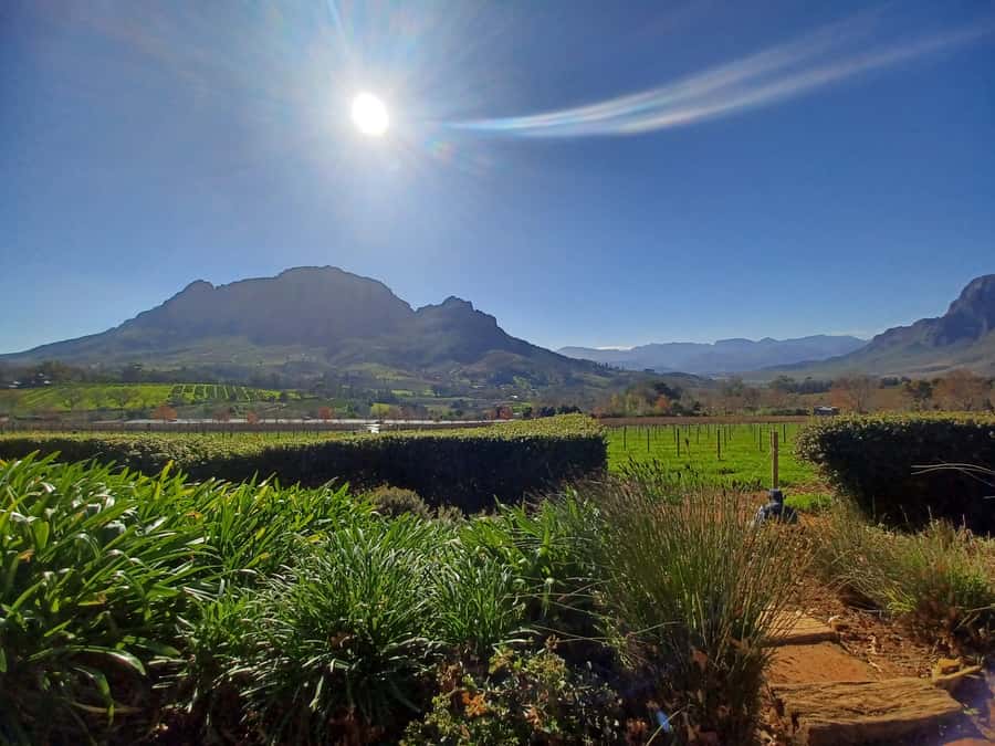 Cape Town: Stellenbosch Wine Half-Day Tour - The Cape Town pickup sets the tone