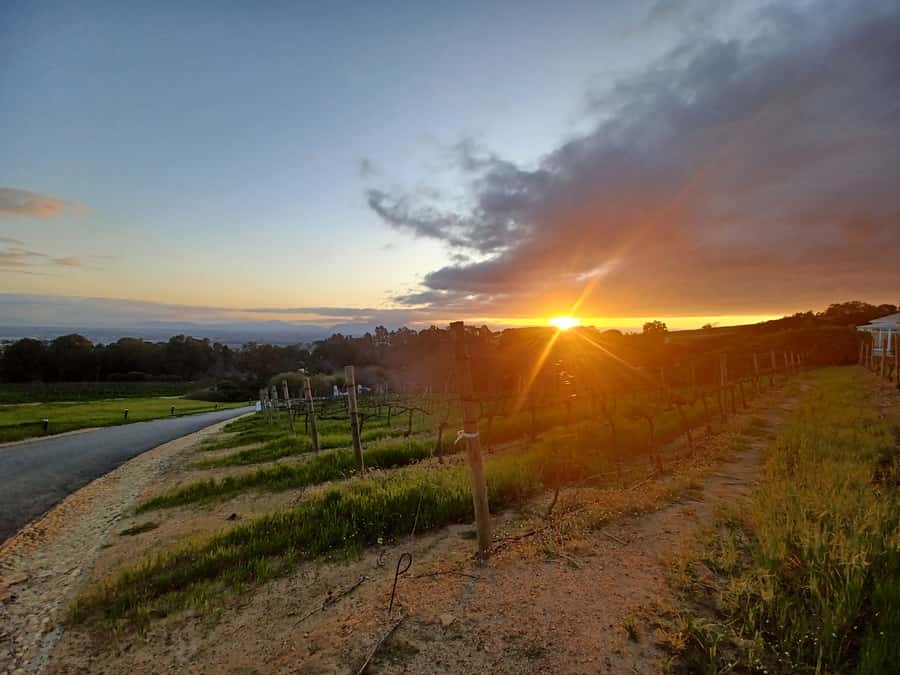 Cape Town: Stellenbosch Wine Half-Day Tour - Marianne brings a South African twist to the first tasting
