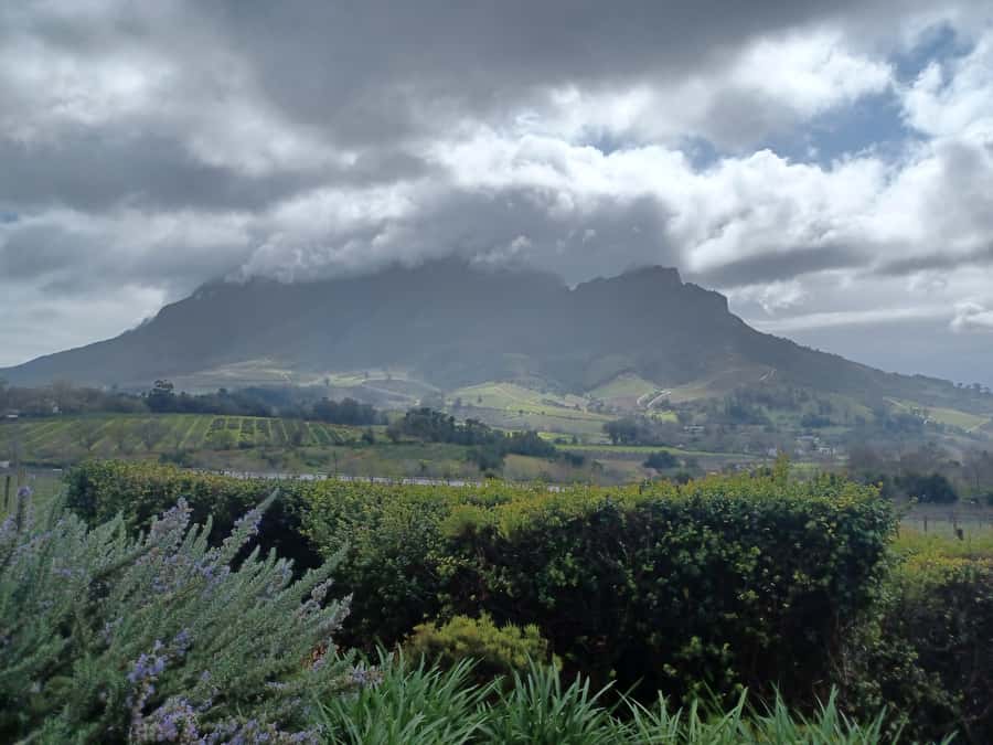 Cape Town: Stellenbosch Wine Half-Day Tour - Fairview adds cheese and a second point of comparison