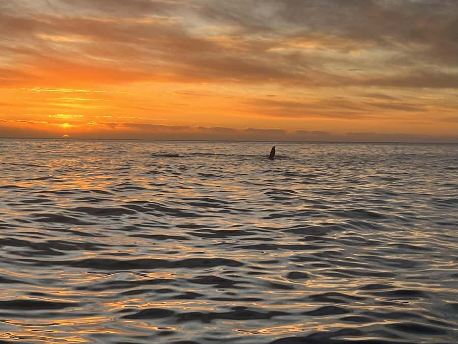 Cape Town: Sunset Cruise from V&A Waterfront with Bubbly - Milnerton lighthouse and the outer bay