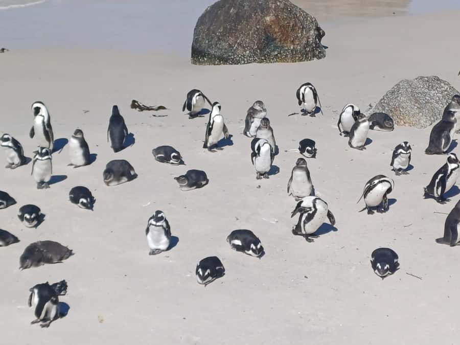 Cape Town: Sunset Penguins & Cape of Good Hope Half-Day Tour - From Cape Town to Muizenberg’s beach huts