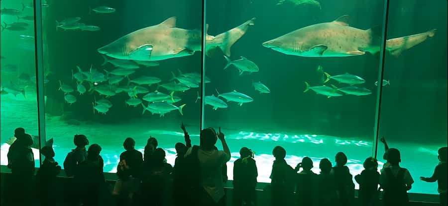Cape Town: Table Mountain and Robben Island Tour - Key points to know before booking