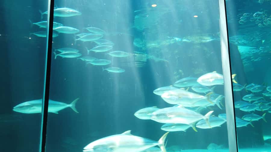 Cape Town: Table Mountain and Robben Island Tour - The ferry to Robben Island and what to expect at sea