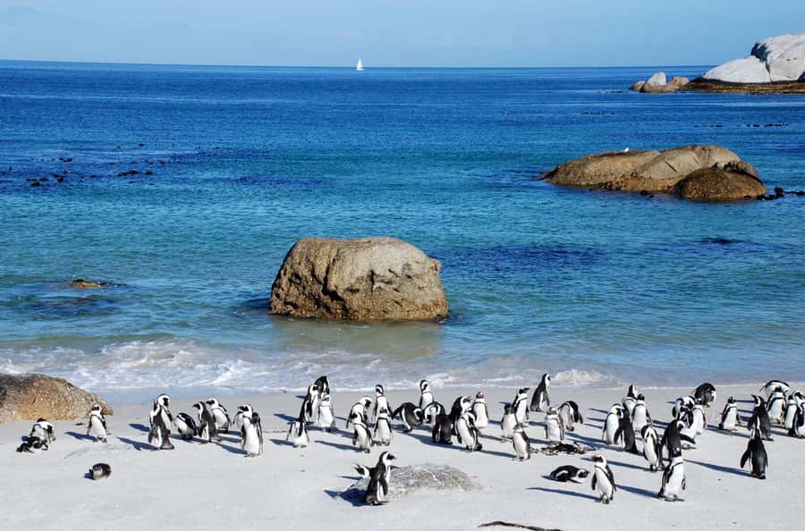 Cape Town: Table Mountain & Cape of Good Hope Full-Day Tour - The guides: the human side of the day