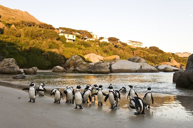 Cape Town Table Mountain Cape Point Penguins Full-Day Private Tour - The Old Cape Point Lighthouse offers a higher view