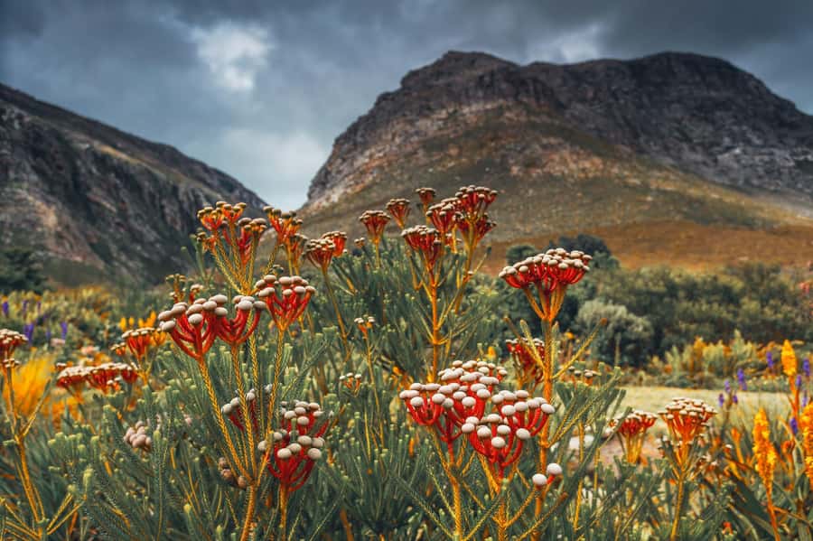 Cape Town: Table Mountain, Kirstenbosch Botanic Garden Tour - Pickup areas, timing, and the real value