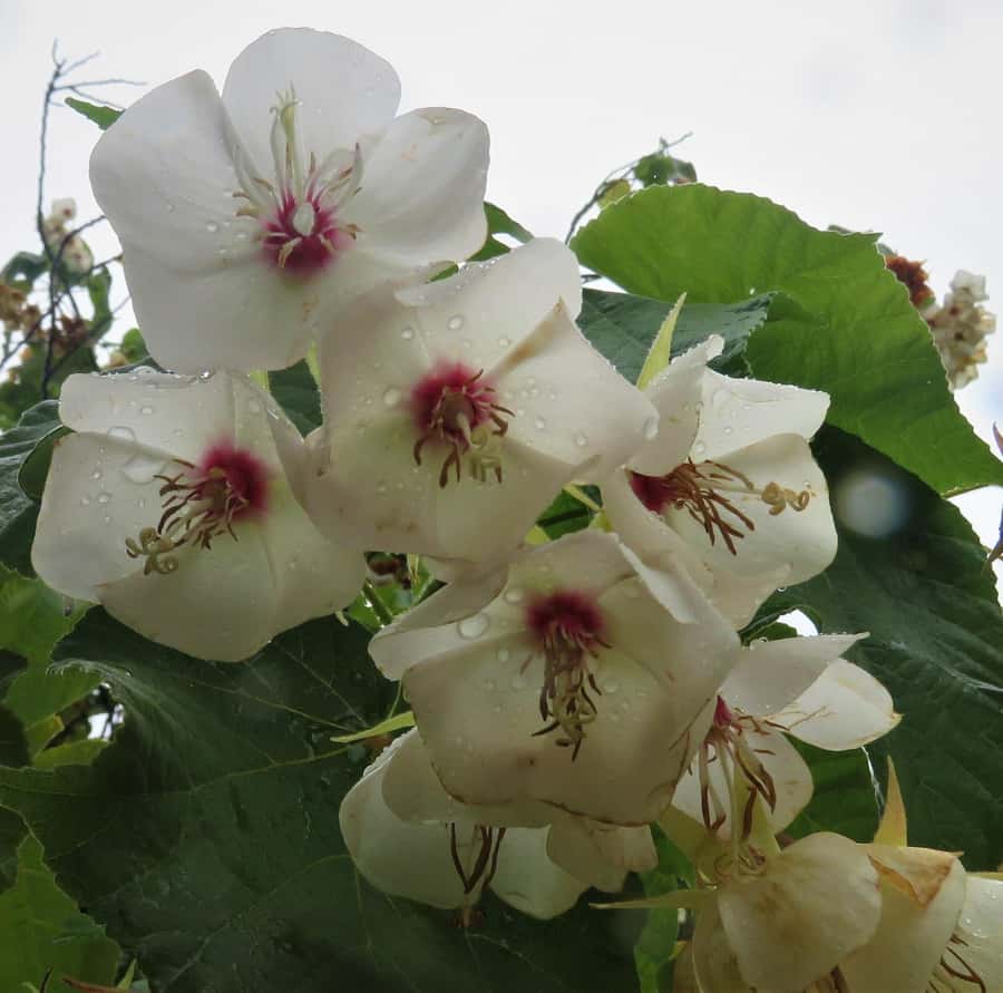 Cape Town: Table Mountain, Kirstenbosch Botanic Garden Tour - Who should book this Cape Town tour?