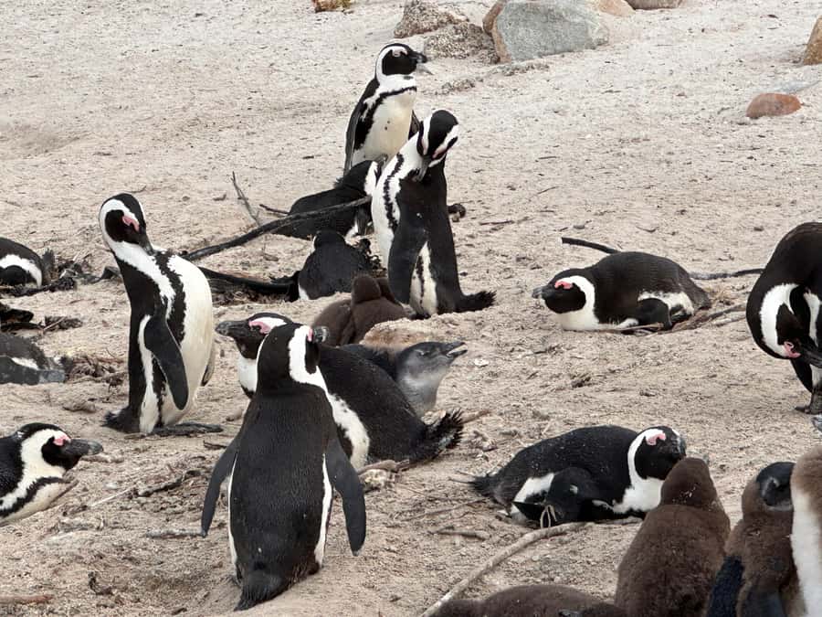 Cape Town Table Mountain Penguins & Cape Point All-inclusive - What the $230 price includes