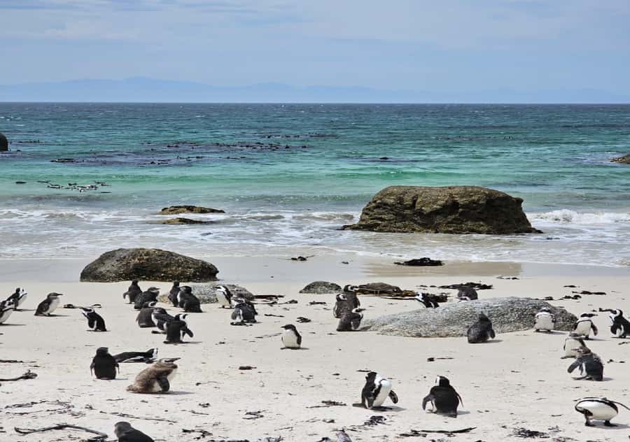 Cape Town Table Mountain Penguins & Cape Point All-inclusive - Maidens Cove and the Twelve Apostles