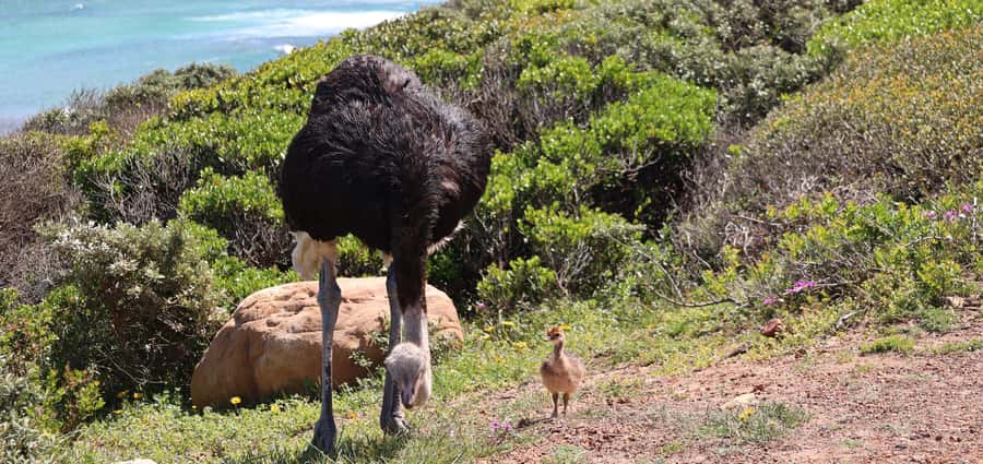 Cape Town: Table Mountain, Penguins & Cape Point Group Tour - False Bay and Muizenberg finish the circuit