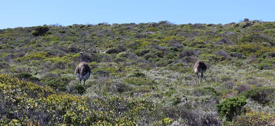 Cape Town: Table Mountain, Penguins & Cape Point Group Tour - Lunch in Simons Town