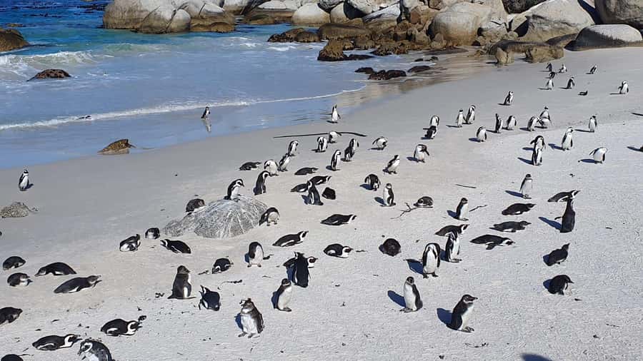 Cape Town: Table MT, Cape Point & Penguins Instagram Tour - Simon’s Town lunch and Muizenberg’s beach huts
