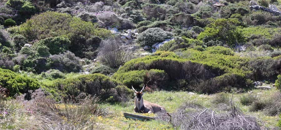 Cape Town: Tour Cape Point & Boulders Beach Penguin Day Trip - Chapman’s Peak Drive and Noordhoek Farm Village