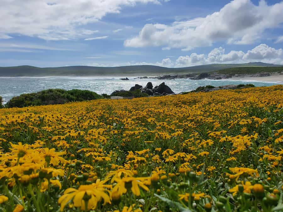 Cape Town: West Coast Spring Tour 2025 - !Khwa ttu and the San story