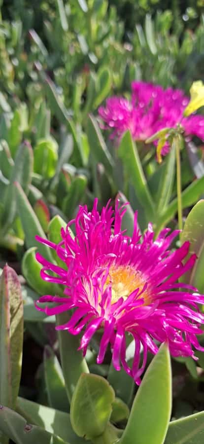 Cape Town: West Coast Spring Tour 2025 - West Coast National Park in spring