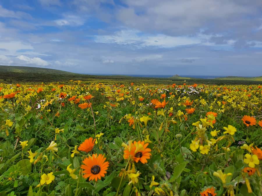 Cape Town: West Coast Spring Tour 2025 - Bloubergstrand and the Table Mountain view