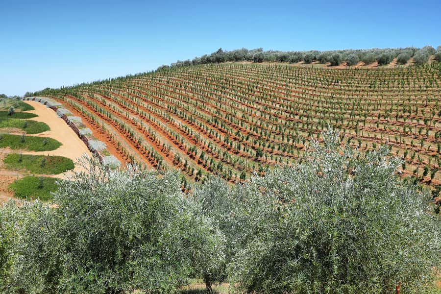 Cape Town: Wine Tram & Winelands Tour with Tastings & Pickup - What the wine tasting options include