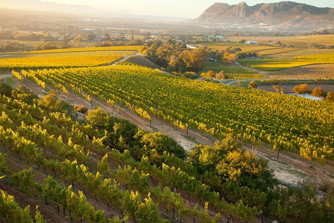 Cape Town: Winelands Private Half Day Tour - Why this private half-day works well